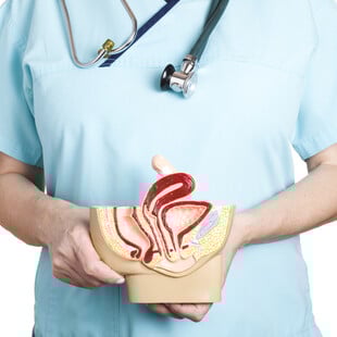 ΚΛΕΙΤΟΡΙΔΑ ΑΝΑΤΟΜΙΑ ΕΠΙΣΤΗΜΟΝΙΚΗ ΕΡΕΥΝΑ