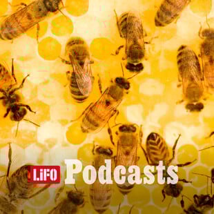 Πώς θα προστατεύσουμε τις μέλισσες;