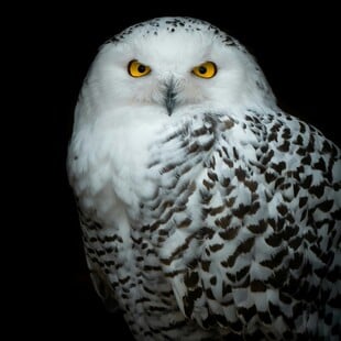 ΚΟΥΚΟΥΒΑΓΙΑ ΟΗΕ ΕΙΔΗ ΖΩΑ