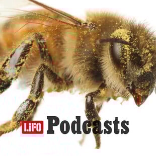 Πώς θα προστατεύσουμε τις μέλισσες;