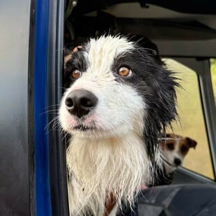ΣΚΥΛΟΣ ΔΙΑΣΩΣΗ ΕΞΑΦΑΝΙΣΗ