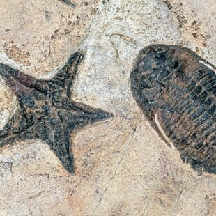 ΑΠΟΛΙΘΩΜΑ ΑΡΑΧΝΕΣ ΣΚΟΡΠΙΟΙ