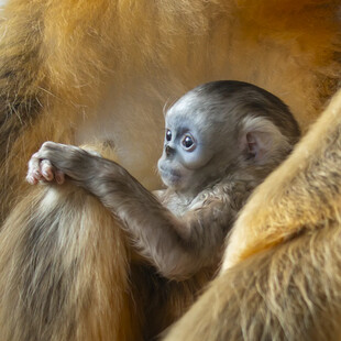 ΒΕΛΓΙΟΣ ΧΡΥΣΟΡΡΥΓΧΟΣ ΠΙΘΗΚΟΣ