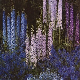 Θέλω να δεις τα λουλούδια όπως τα βλέπω εγώ 