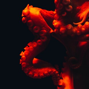 ΧΤΑΠΟΔΙ ΠΛΟΚΑΜΙ ΖΕΥΓΑΡΩΜΑ