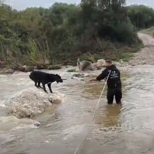 ΣΚΥΛΟΙ ΧΑΛΚΙΔΙΚΗ ΔΙΑΣΩΣΗ ΒΡΟΧΟΠΤΩΣΗ ΠΟΤΑΜΟΣ
