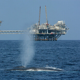 ΦΑΛΑΙΝΑ ΝΤΟΝΑΛΝΤ ΤΡΑΜΠ ΠΕΡΙΒΑΛΛΟΝ ΑΠΕΙΛΟΥΜΕΝΟ ΕΙΔΟΣ