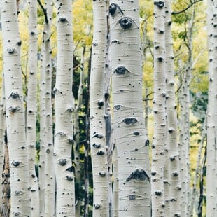 ΝΕΑΝΤΕΡΤΑΛ ΚΟΛΛΩΔΗΣ ΟΥΣΙΑ ΑΝΤΙΒΑΚΤΗΡΙΑΚΟ ΦΑΡΜΑΚΟ
