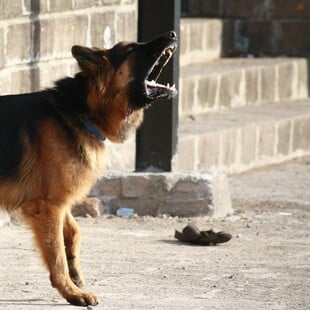 ΠΕΙΡΑΙΑΣ ΣΚΥΛΟΣ ΕΠΙΘΕΣΗ ΠΑΙΔΙ ΝΟΣΟΚΟΜΕΙΟ ΤΡΑΥΜΑΤΙΣΜΟΣ