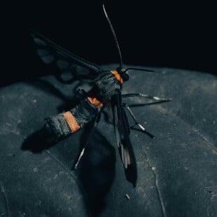 ΕΠΩΔΥΝΟ ΤΣΙΜΠΗΜΑ ΚΟΣΜΟΣ