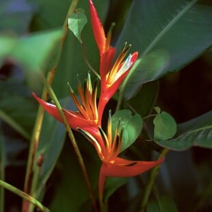 Η βία που γεννά η ομορφιά Ή Φρίκη στον Παράδεισο