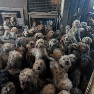 ΣΚΥΛΙΑ ΦΙΛΟΖΩΙΚΗ ΟΡΓΑΝΩΣΗ ΗΝΩΜΕΝΟ ΒΑΣΙΛΕΙΟ 