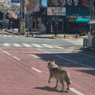 ΝΟΤΙΑ ΚΟΡΕΑ ΠΟΛΗ ΣΤΡΑΤΟΣ