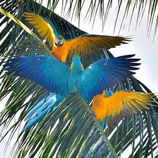 Βραζιλία: Οι κυανόχρυσοι μακάο επέστρεψαν στο Ρίο μετά από 200 χρόνια