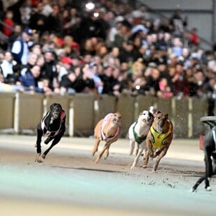 ΚΥΝΟΔΡΟΜΙΕΣ ΣΚΩΤΙΑ ΟΥΑΛΙΑ