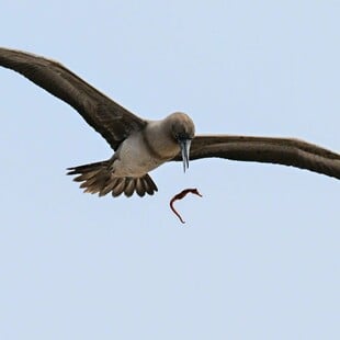 ΣΠΑΝΙΟ ΣΤΙΓΜΙΟΤΥΠΟ ΠΤΗΝΟ NATIONAL GEOGRAPHIC