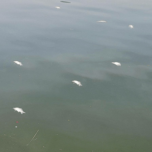 ΝΕΚΡΑ ΨΑΡΙΑ ΛΙΜΝΗ ΠΑΜΒΩΤΙΔΑ