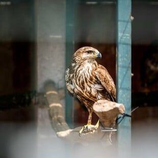 Μια διαφορετική Δευτέρα στο γραφείο: Επίσκεψη στο καταφύγιο της ΑΝΙΜΑ με το The Collective 