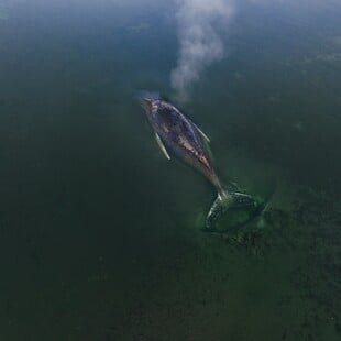 ΜΕΓΑΠΤΕΡΗ ΦΑΛΑΙΝΑ ΓΕΡΜΑΝΙΚΕΣ ΑΚΤΕΣ