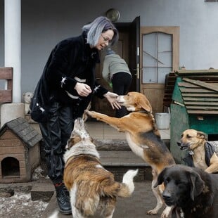 ΗΠΑ ΚΑΤΑΦΥΓΙΑ ΖΩΑ ΕΥΘΑΝΑΣΙΑ