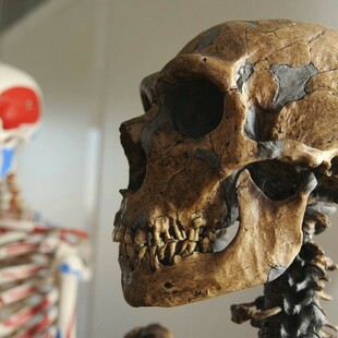 ΜΕΛΕΤΗ ΕΞΕΛΙΞΗ ΑΝΘΡΩΠΟΥ HOMO SAPIENS