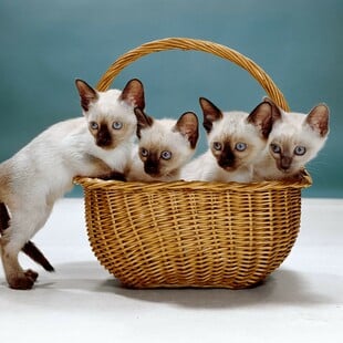 Οι γάτες μπαίνουν πάντα πρώτες