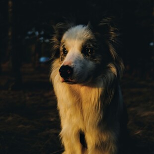 ΣΚΥΛΟΙ ΕΡΕΥΝΕΣ