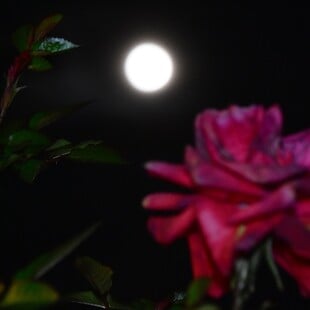 ΠΑΝΣΕΛΗΝΟΣ ΜΑΪΟΥ 