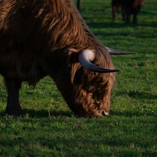 ΛΕΣΒΟΣ ΑΦΘΩΔΗΣ ΠΥΡΕΤΟΣ ΜΕΤΡΑ ΣΤΗΡΙΞΗΣ ΜΑΡΓΑΡΙΤΗΣ ΣΧΟΙΝΑΣ