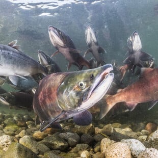 ΚΟΚΑΙΝΗ ΨΑΡΙΑ ΣΟΛΟΜΟΣ