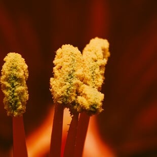 ΓΥΡΗ ΑΛΛΕΡΓΙΕΣ ΚΛΙΜΑΤΙΚΗ ΑΛΛΑΓΗ