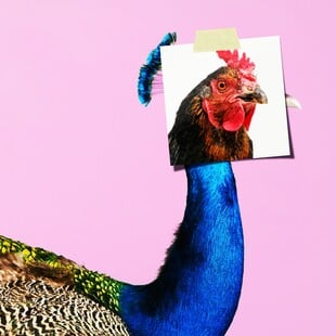 Τα πτυχία ή για τα παθήματα της αριστείας 