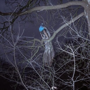 Strawberry Blue. Του Μαρίνου Τσαγκαράκη