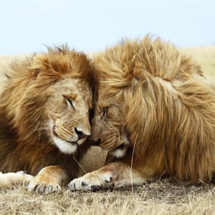 Ο Έλιοτ Πέιτζ δείχνει ότι και η φύση μπορεί να είναι queer― όχι μόνο οι άνθρωποι