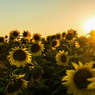 ΚΑΙΡΟΣ ΤΣΑΤΡΑΦΥΛΛΙΑΣ ΚΑΛΟΚΑΙΡΙΑ