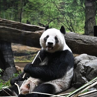 ΠΑΝΤΑ ΚΙΝΑ ΗΠΑ ΖΩΟΛΟΓΙΚΟΣ ΚΗΠΟΣ