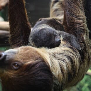 ΒΡΑΔΥΠΟΔΕΣ ΝΕΚΡΟΙ ΠΑΡΚΟ ΗΠΑ ΦΛΟΡΙΝΤΑ