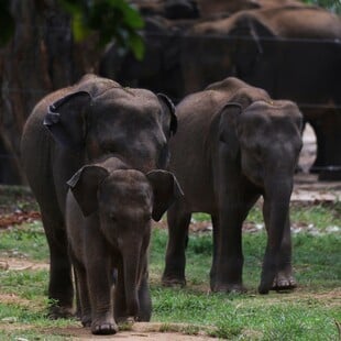 ΕΛΕΦΑΝΤΕΣ ΝΕΚΡΟΣ ΚΥΝΗΓΟΣ ΕΚΑΤΟΜΜΥΡΙΟΥΧΟΣ