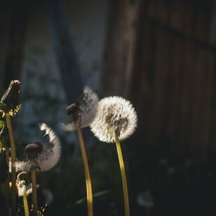 ΚΑΙΡΟΣ ΠΡΩΤΟΜΑΓΙΑ