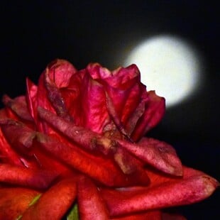 ΠΑΝΣΕΛΗΝΟΣ ΜΑΪΟΥ