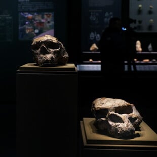 HOMO ERECTUS ΝΤΕΝΙΣΟΒΑΝ ΑΝΑΠΑΡΑΓΩΓΗ ΠΡΟΪΣΤΟΡΙΑ