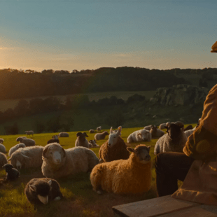 The Sheep Detectives