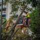 Εξάρχεια - Ριζάρη: Συμβαίνουν «δενδροκτονίες» στην Αθήνα;
