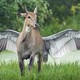 Antilope