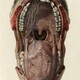 boletus reticulatus
