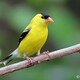 goldfinch