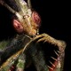 Idolomantis diabolica