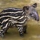 Tapir