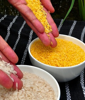 Η Greenpeace εμποδίζει τη φύτευση χρυσού ρυζιού που σώζει δεκάδες χιλιάδες παιδιά από τον θάνατο