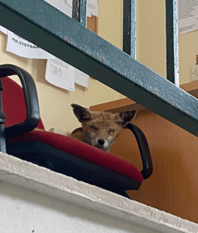 ΑΝΙΜΑ: «Οι αλεπούδες έχουν εξελιχθεί σε ''αστικά'' ζώα» - Η παρουσία τους ακόμα και σε δημοτικές υπηρεσίες